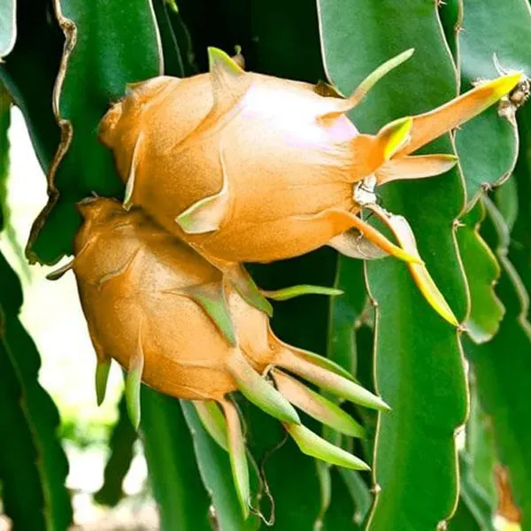 Hawaiian_Orange_Dragon_Fruit_Cutting_Grafted_Fruit_Plant_1_2_Feet_Height