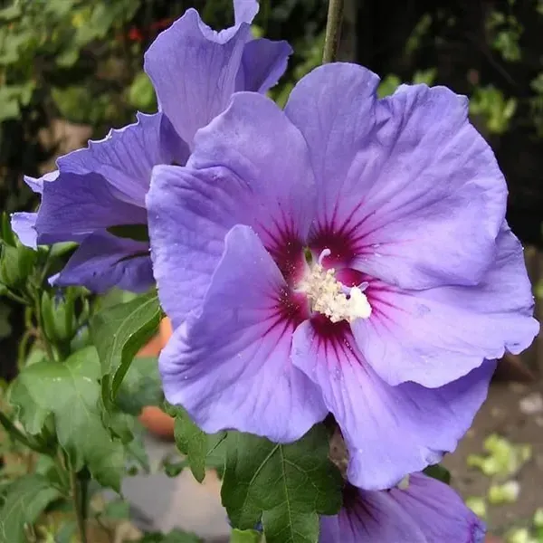 Purple_Colour_Hibiscus_Joba_Gudhal_Flower_Plant_1_2_Feet_Height