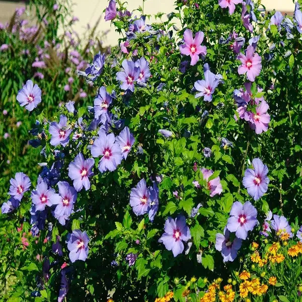 Purple_Colour_Hibiscus_Joba_Gudhal_Flower_Plant_1_2_Feet_Height