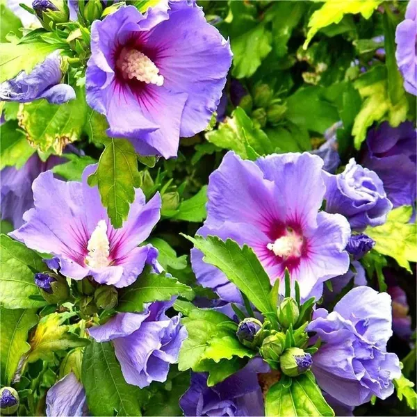 Purple_Colour_Hibiscus_Joba_Gudhal_Flower_Plant_1_2_Feet_Height