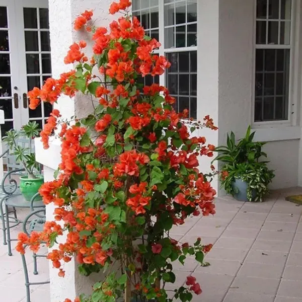 Orange_Colour_Bougainvillea_Kagoj_Ful_Shrubs_Flower_Plant_1_2_Feet_Height