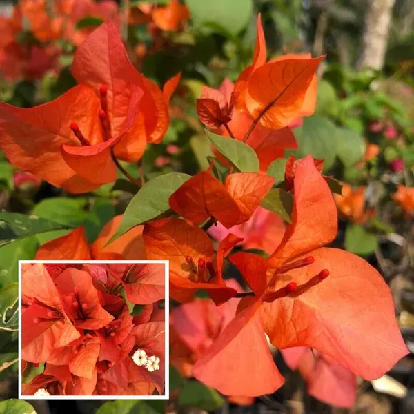 Orange_Colour_Bougainvillea_Kagoj_Ful_Shrubs_Flower_Plant_1_2_Feet_Height