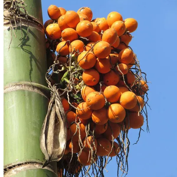 Assam_Pati_Arecanut_Betel_Nut_Supari_Hybrid_Dwarf_Fruit_Plant_1_5_3_Feet_H