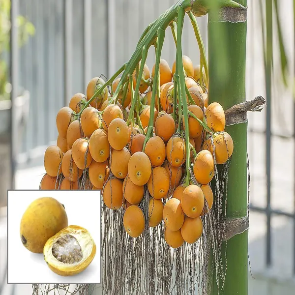 Assam_Pati_Arecanut_Betel_Nut_Supari_Hybrid_Dwarf_Fruit_Plant_1_5_3_Feet_H