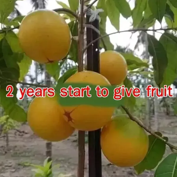 Abiu_Pouteria_Caimito_Fruit_Plant_1_5_3_Feet_Height