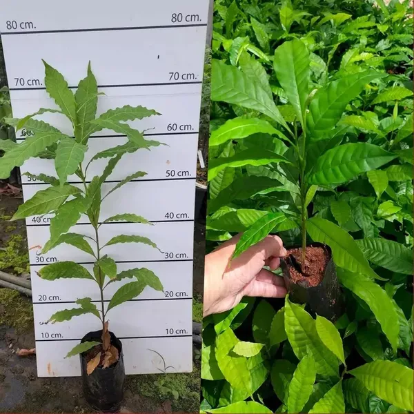 Abiu_Pouteria_Caimito_Fruit_Plant_1_5_3_Feet_Height