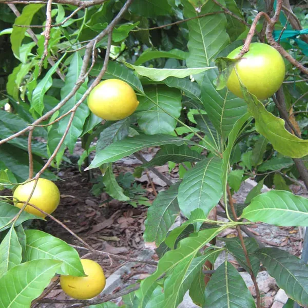 Abiu_Pouteria_Caimito_Fruit_Plant_1_5_3_Feet_Height