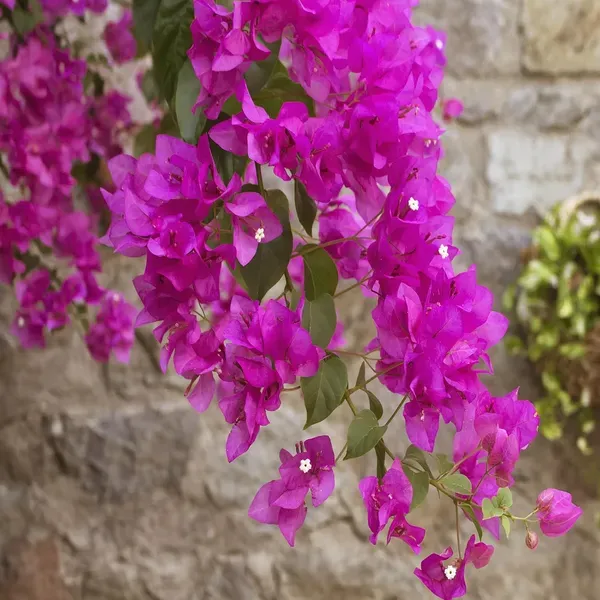 Pink_Colour_Bougainvillea_Kagoj_Ful_Shrubs_Flower_Plant_1_2_Feet_Height
