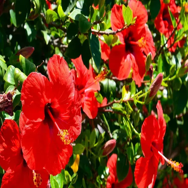 Red_Colour_Desi_Puja_Hibiscus_Joba_Gudhal_Flower_Plant_1_2_Feet_Height