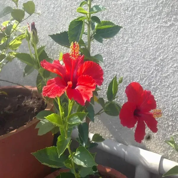Red_Colour_Desi_Puja_Hibiscus_Joba_Gudhal_Flower_Plant_1_2_Feet_Height