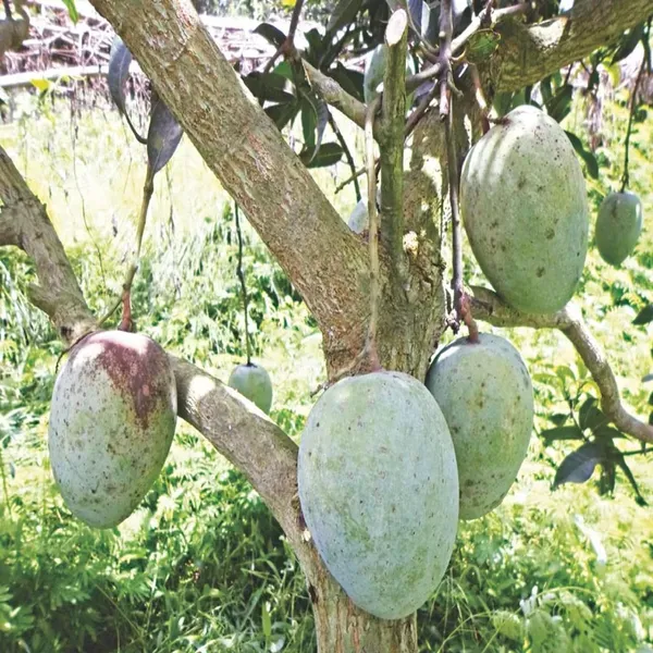 Gourmoti_Mango_Aam_Grafted_Fruit_Plant_1_5_3_Feet_Height