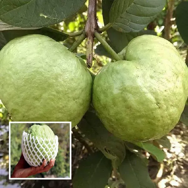Kg_Big_Size_Guava_Amrood_Layering_Grafted_Fruit_Plant_1_5_3_Feet_Height