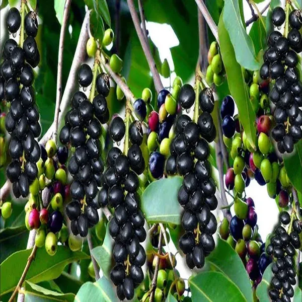 Seedless_Black_Jamun_Jambolan_Jam_Grafted_Fruit_Plant_1_5_3_Feet_Height