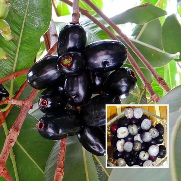 Seedless_Black_Jamun_Jambolan_Jam_Grafted_Fruit_Plant_1_5_3_Feet_Height