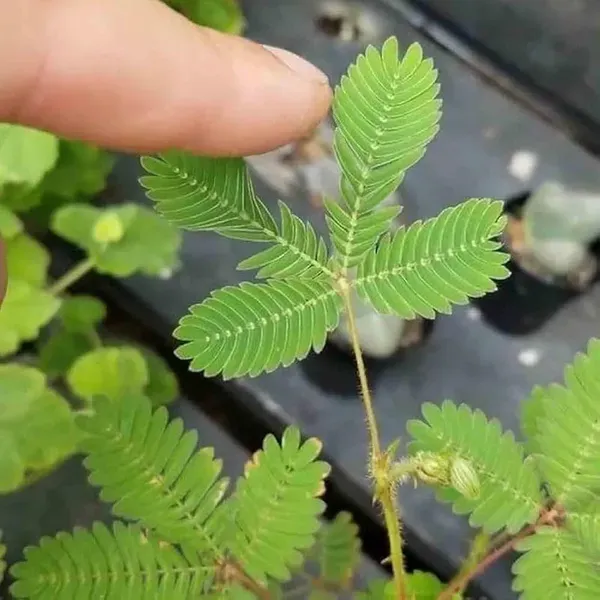 Lajjabati_Sensitive_Shameplant_Plant_1_5_3_Feet_Height