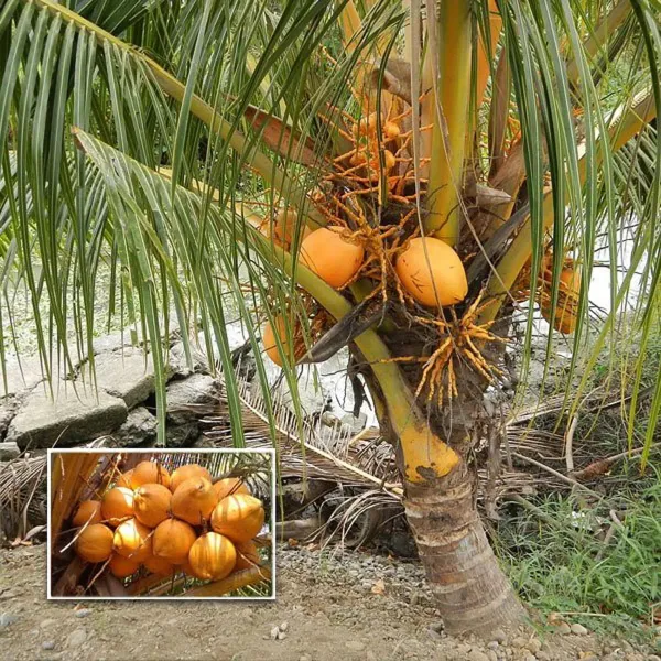 D_X_T_Orange_Coconut_Nariyal_Hybrid_Dwarf_Fruit_Plant_2_4_Feet_Height