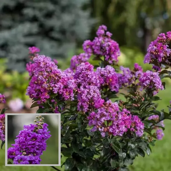 Purple_Colour_Furush_Flower_Plant_1_2_Feet_Height