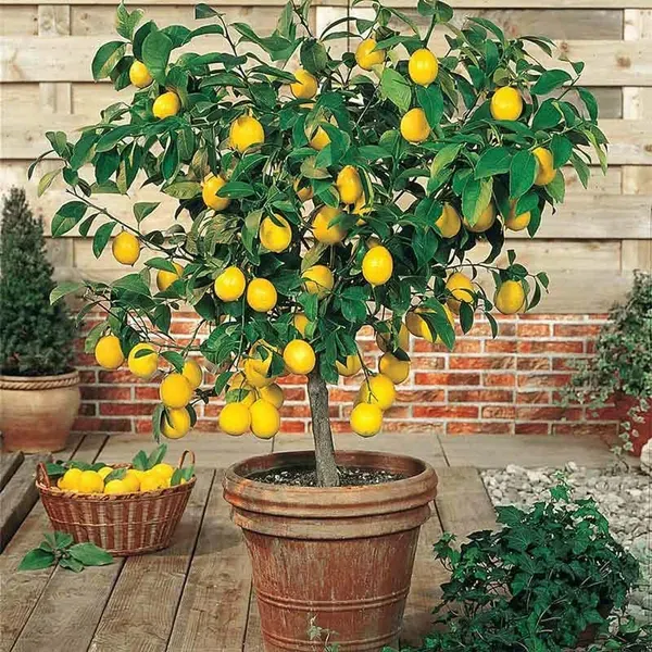 Nimbu_Balaji_Lemon_Lemon_Nimbu_Layering_Grafted_Fruit_Plant_1_2_Feet_Heigh