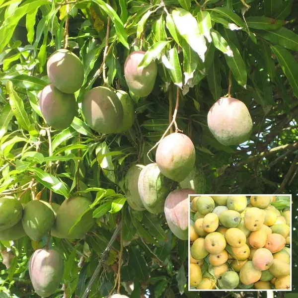 Kothapalli_Kobbari_Mango_Aam_Grafted_Fruit_Plant_1_5_3_Feet_Height