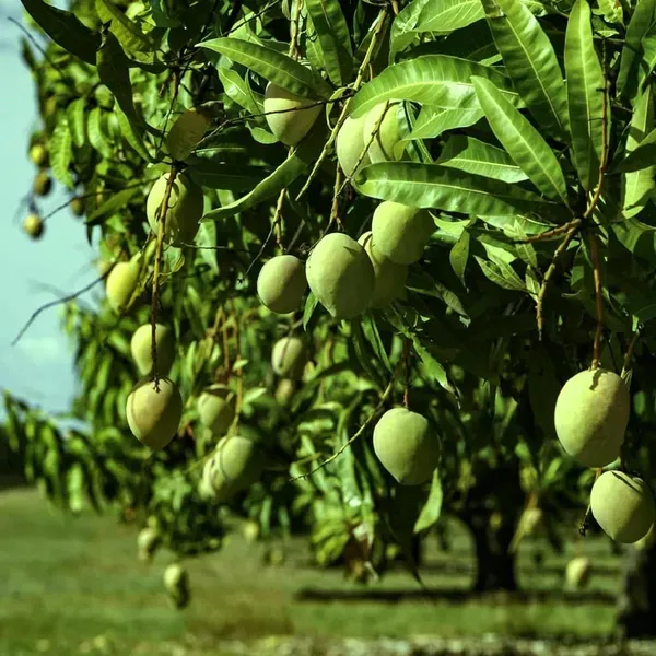 Goa_Mankurad_Variety_Grafted_Aam_Fruit_Plant_1_5_2_Feet_Height