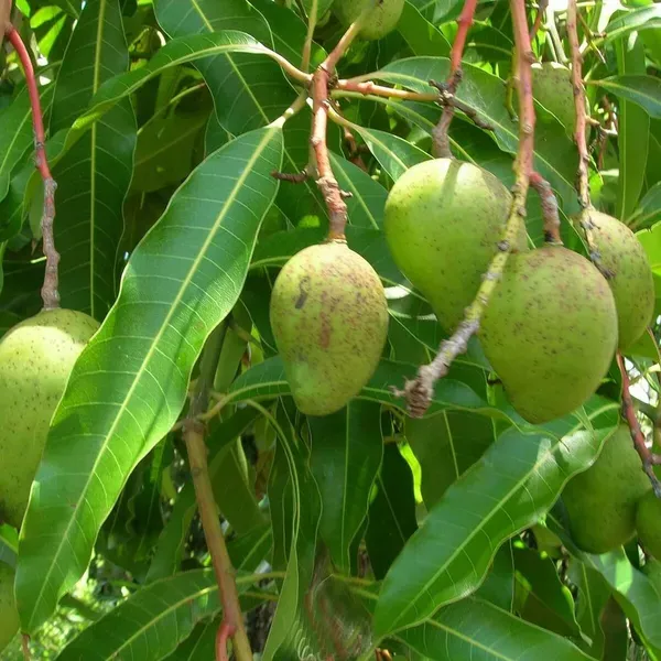 Goa_Mankurad_Variety_Grafted_Aam_Fruit_Plant_1_5_2_Feet_Height