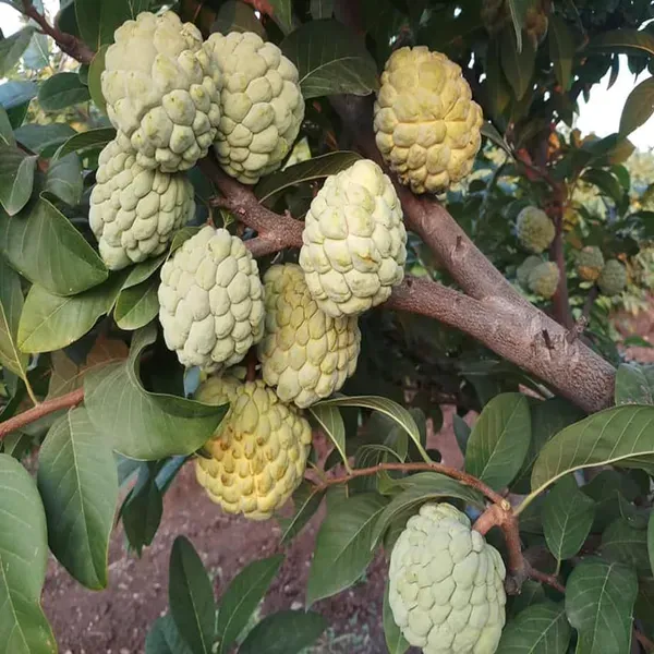 Super_Golden_Custard_Apple_Grafted_Fruit_Plant_1_5_3_Feet_Height