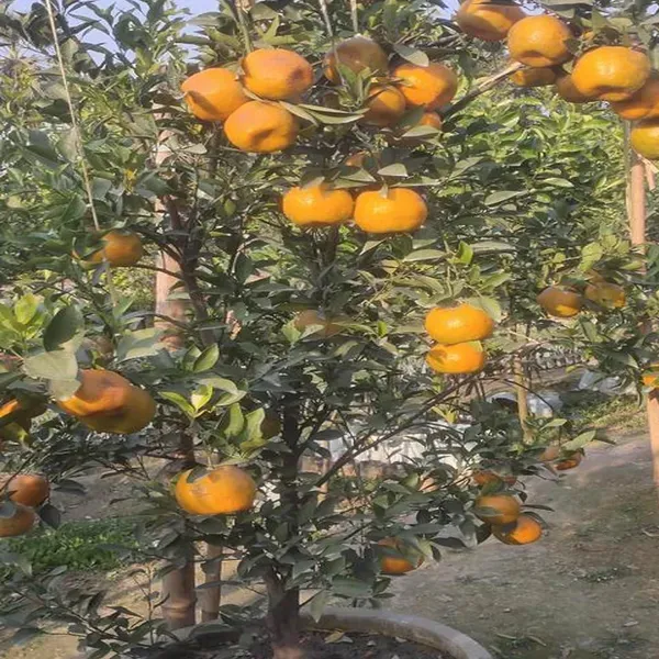 Darjeeling_Orange_Santra_Grafted_Fruit_Plant_1_5_2_Feet_Height
