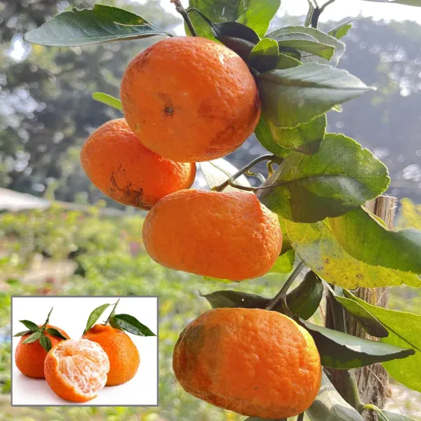 Darjeeling_Orange_Santra_Grafted_Fruit_Plant_1_5_2_Feet_Height