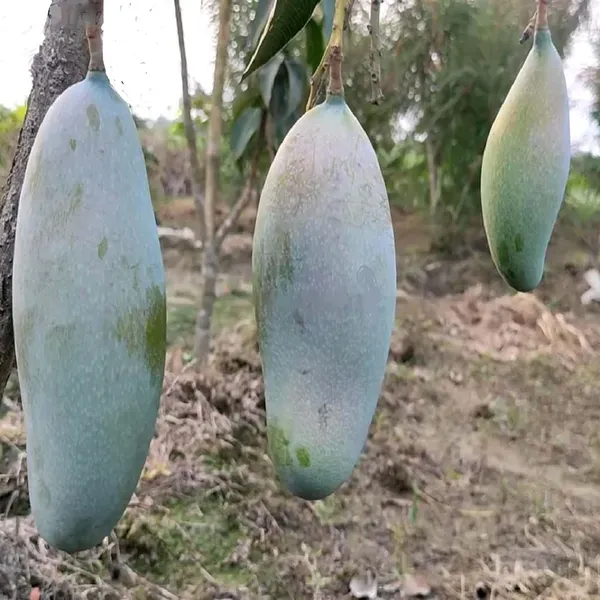 3_Taste_Three_Taste_Mango_Aam_Grafted_Fruit_Plant_1_5_3_Feet_Height