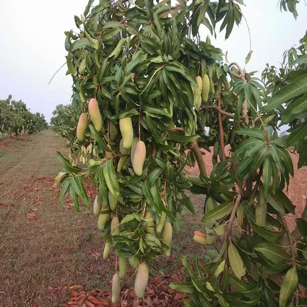 3_Taste_Three_Taste_Mango_Aam_Grafted_Fruit_Plant_1_5_3_Feet_Height