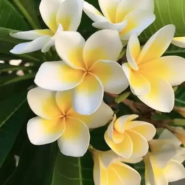 White_Colour_Kat_Chapa_Champa_Plumeria_Flower_Plant_1_2_Feet_Height