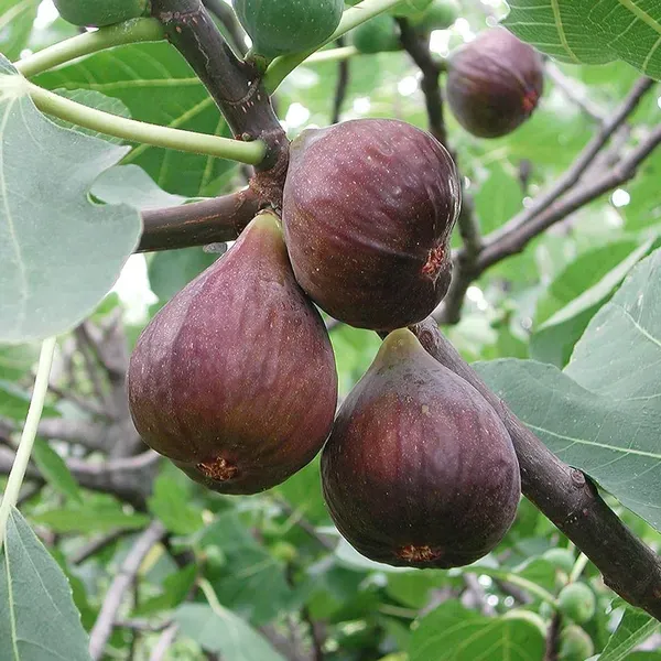 Brown_Turkey_Fig_Anjeer_Layering_Grafted_Fruit_Plant_1_2_Feet_Height