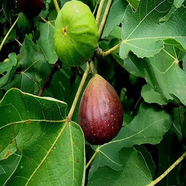 Brown_Turkey_Fig_Anjeer_Layering_Grafted_Fruit_Plant_1_2_Feet_Height