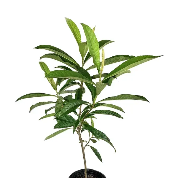 Loquat_Fruit_Plant_1_5_3_Feet_Height
