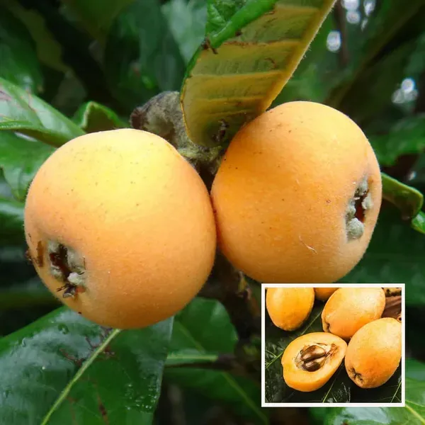 Loquat_Fruit_Plant_1_5_3_Feet_Height