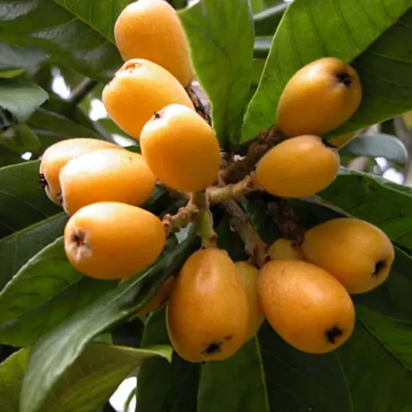 Loquat_Fruit_Plant_1_5_3_Feet_Height