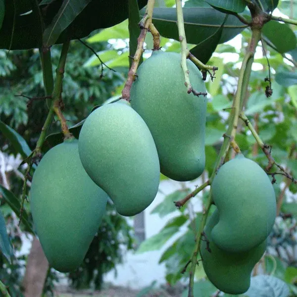 Mallika_Mango_Aam_Grafted_Fruit_Plant_1_5_3_Feet_Height