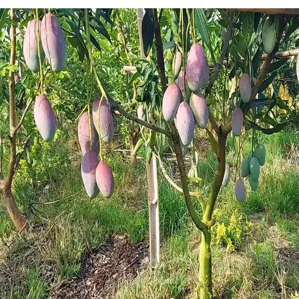 Bari_13_Mango_Aam_Grafted_Fruit_Plant_1_5_3_Feet_Height