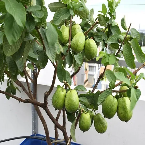 Thai_7_Guava_Amrood_Layering_Grafted_Fruit_Plant_1_5_3_Feet_Height