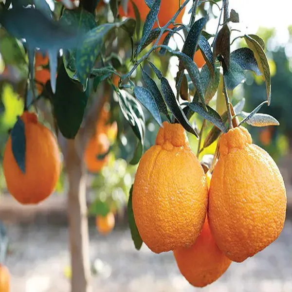 Dekopon_Orange_Santra_Grafted_Fruit_Plant_1_5_2_Feet_Height