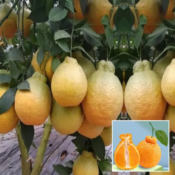 Dekopon_Orange_Santra_Grafted_Fruit_Plant_1_5_2_Feet_Height