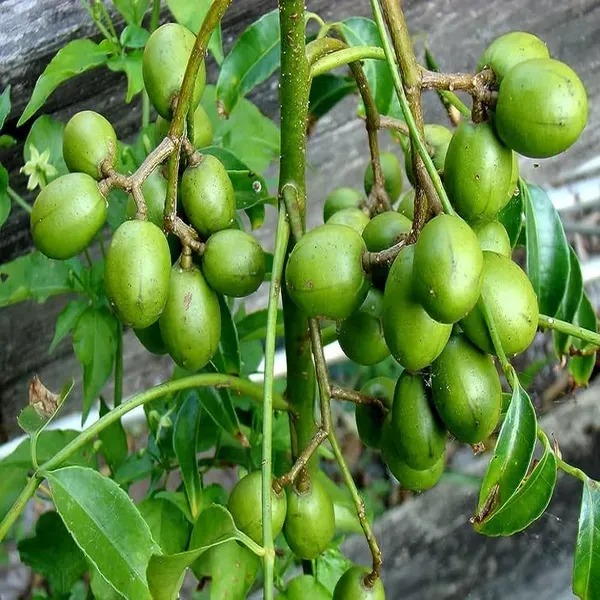 Hog_Plum_Bilati_Amra_Spondias_Mombin_All_Time_Grafted_Fruit_Plant_1_5_3_Fe