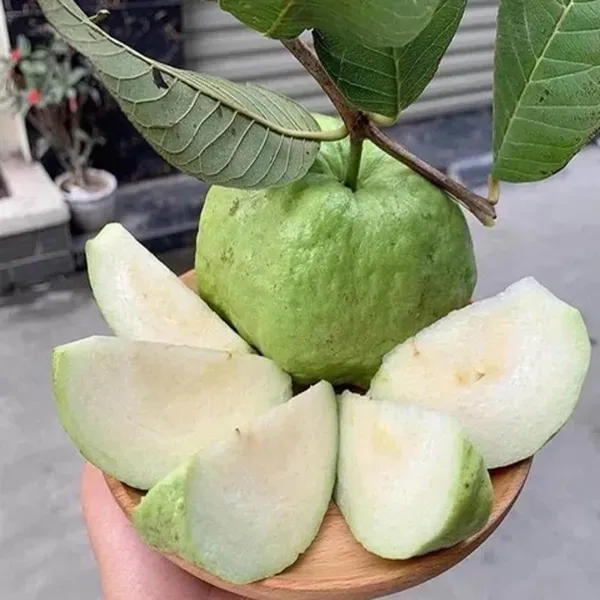 Seedless_White_Diamond_Guava_Amrood_Layering_Grafted_Fruit_Plant_1_5_3_Fee