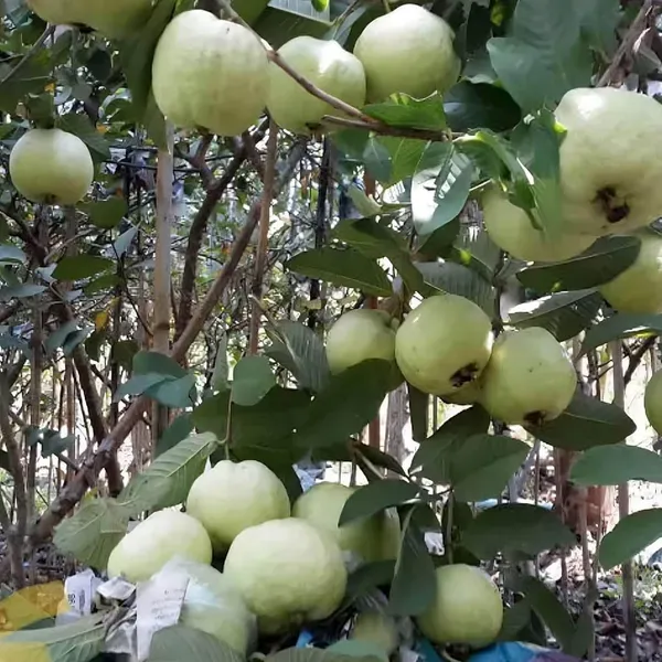 Seedless_White_Diamond_Guava_Amrood_Layering_Grafted_Fruit_Plant_1_5_3_Fee