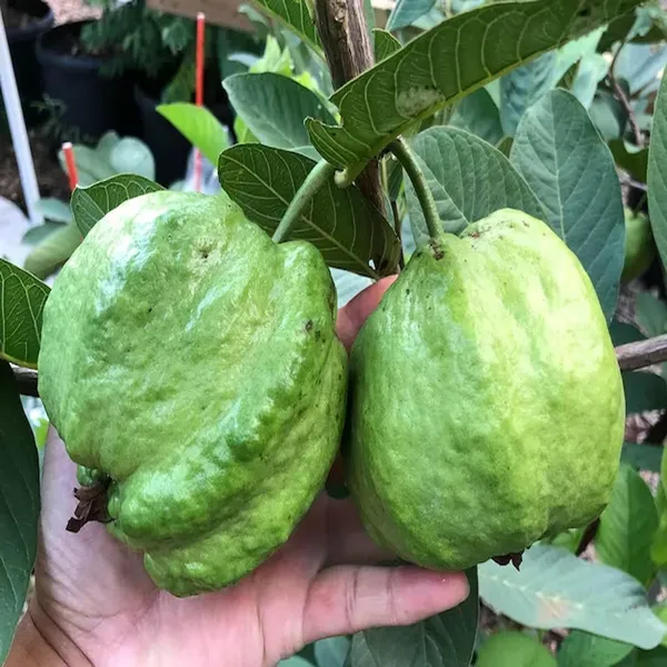 Seedless_White_Diamond_Guava_Amrood_Layering_Grafted_Fruit_Plant_1_5_3_Fee