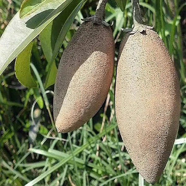 Thai_Banana_Long_Chikoo_Sapota_Grafted_Fruit_Plant_1_5_3_Feet_Height