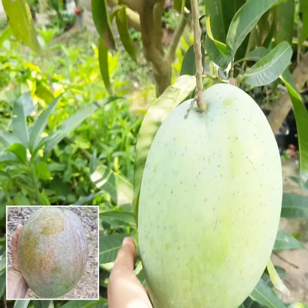 4kg_Mango_Aam_Grafted_Fruit_Plant_1_5_3_Feet_Height
