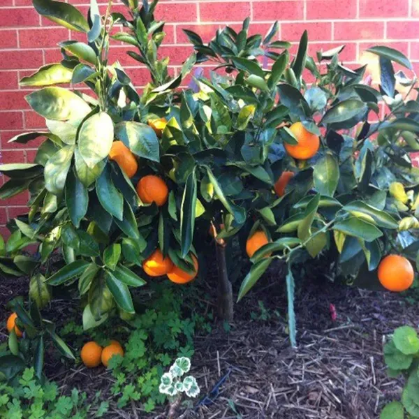 Washington_Navel_Orange_Santra_Grafted_Fruit_Plant_1_5_2_Feet_Height