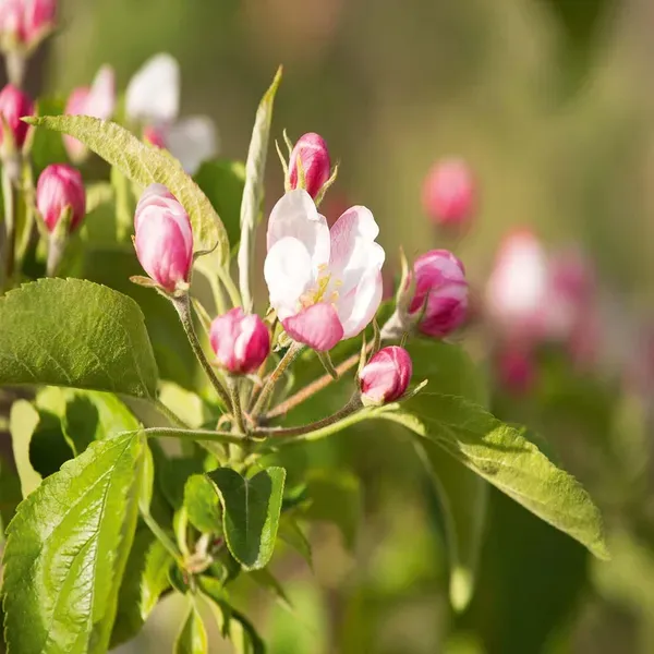 Red_Anna_Variety_Low_Chill_Tropical_Apple_Seb_Grafted_Fruit_Plant_1_5_3_Fe
