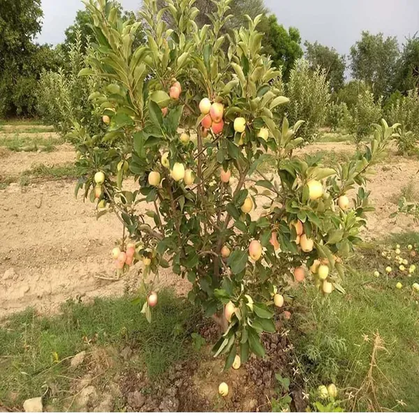 Red_Anna_Variety_Low_Chill_Tropical_Apple_Seb_Grafted_Fruit_Plant_1_5_3_Fe